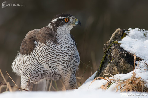 Jastrabica, Ľubomír Ondráško