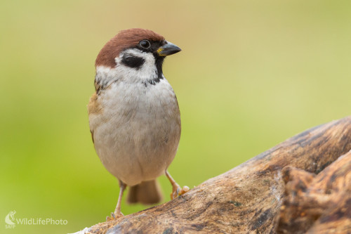 vrabec poľný (Passer montanus), Jaroslav Praženka