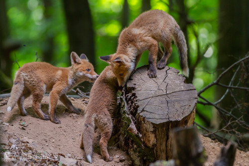 Líška hrdzavá (Vulpes vulpes), Jaroslav Praženka