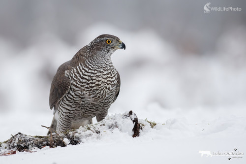 Dáma, Ľubomír Ondráško