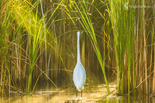 volavka biela (Egretta alba), Jaroslav Praženka