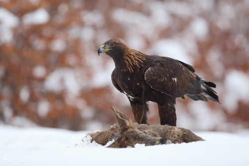 Skalák ..., Marián Jamrich