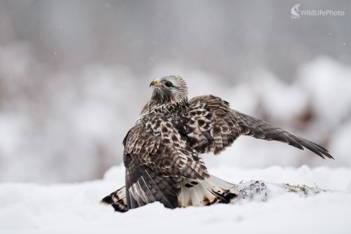 Severský hosť, Ľubomír Ondráško