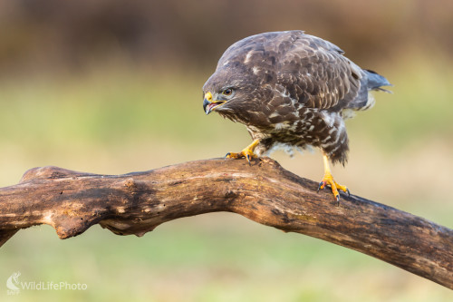 myšiak hôrny (Buteo buteo), Jaroslav Praženka