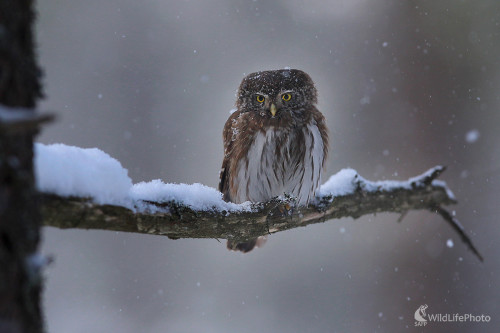 V chumelici, Dominik Kalata