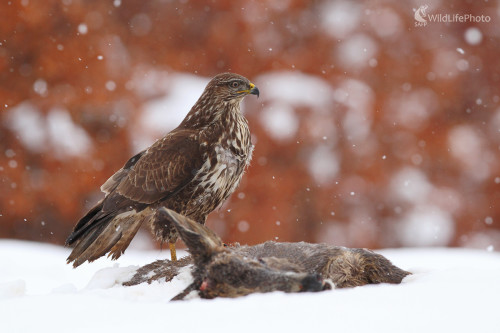V čase núdze ..., Marián Jamrich
