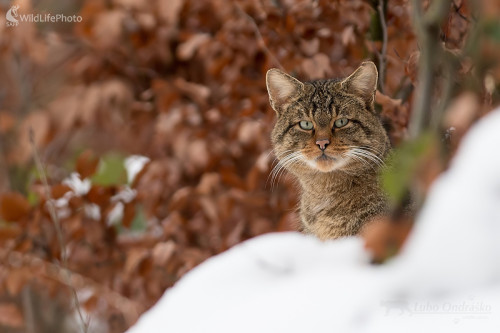 Opatrný, Ľubomír Ondráško