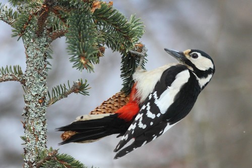 Ďateľ akrobat, Vladimír Michalec