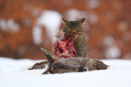 Hody ..., Marián Jamrich