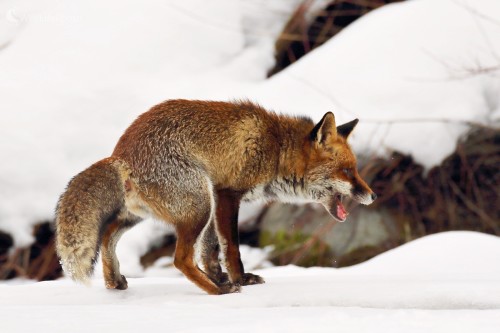 Bruchabôľ, Vladimír Michalec