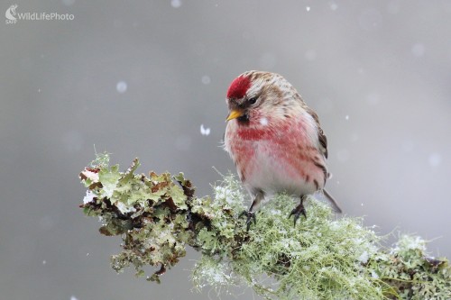 Stehlík čečetka, Vladimír Michalec