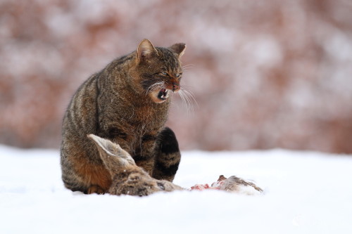 Kocúrik ..., Marián Jamrich