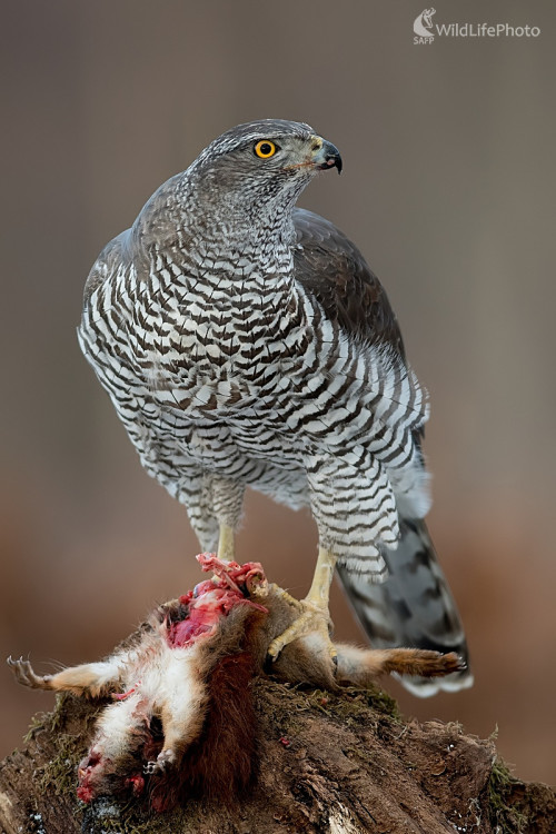 Jastrabica s vevericou, Ľubomír Ondráško