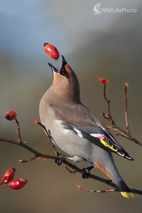 Žonglér, Vladimír Michalec