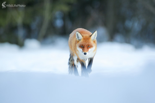 Líška hrdzavá, Dominik Kalata