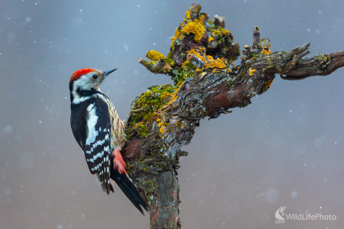 ďateľ prostredný (Dendrocopos medius), Jaroslav Praženka