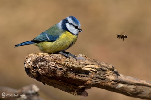 Náhodné stretnutie, Maroš Detko