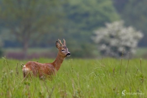 Junák, Vladimír Michalec