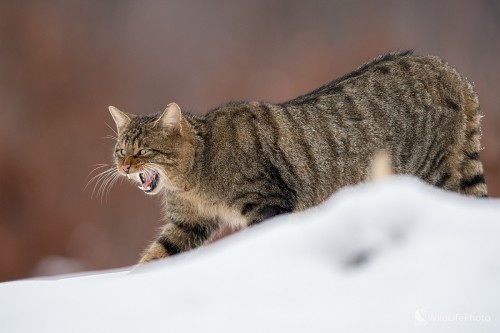 Mňau, Ľubomír Ondráško
