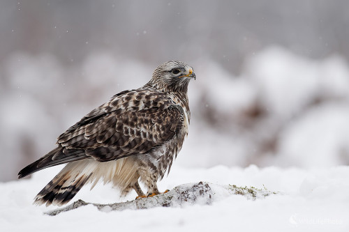 Severanka, Ľubomír Ondráško