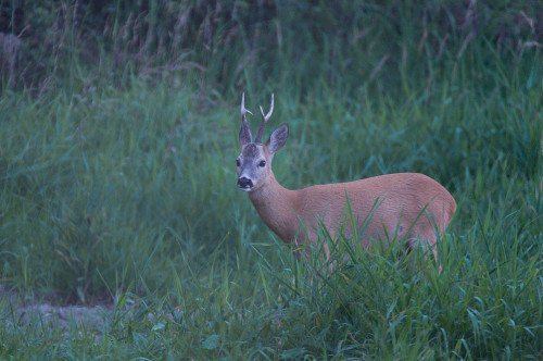Večerný srnec, Milan Čierny