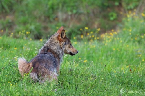 Čakanie na partnera, Vladimír Michalec