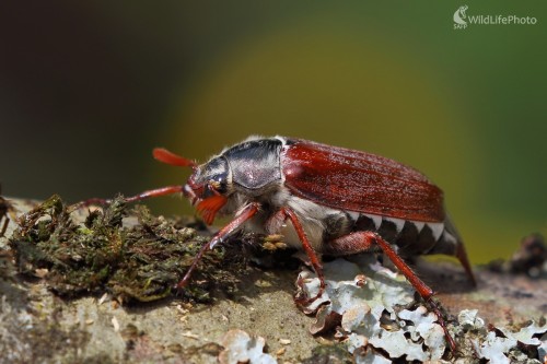 Chrúst, Vladimír Michalec