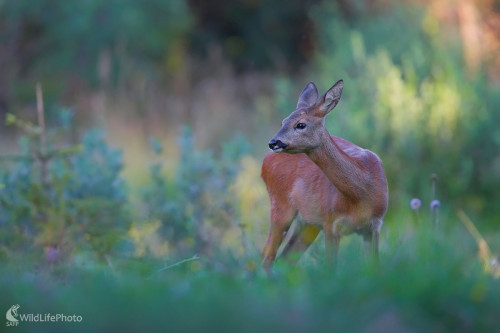 Srnka, Dominik Kalata