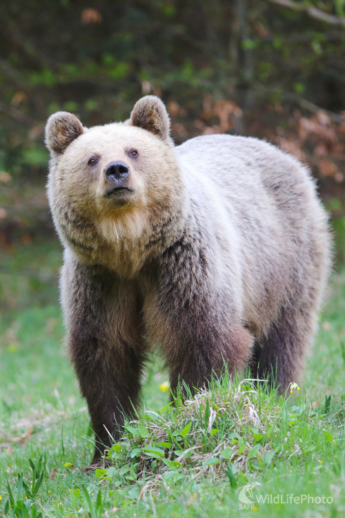 Mamina..., Marián Jamrich