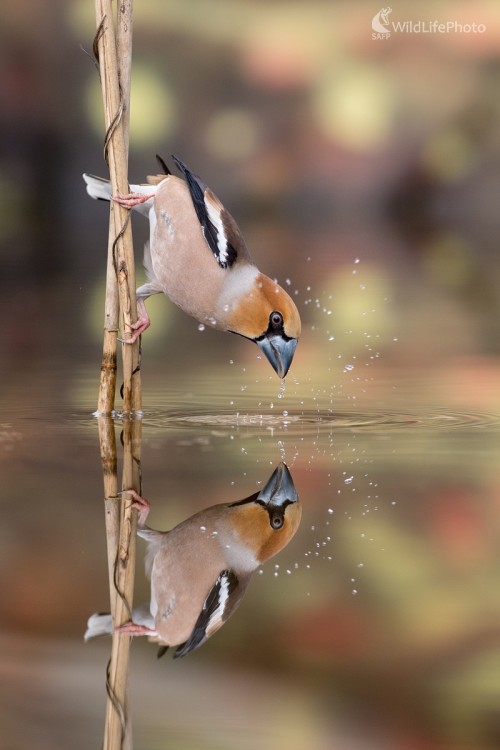 V zrkadle, Ľubomír Ondráško