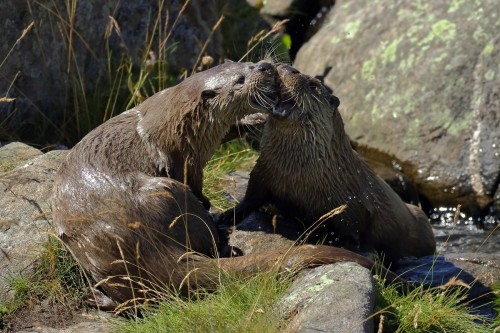 Súboj vydier, Vladimír Michalec