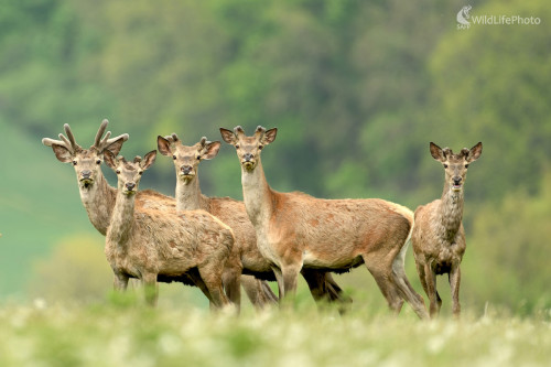 Veď on nás fotí...!!!, Vladimír Sabo