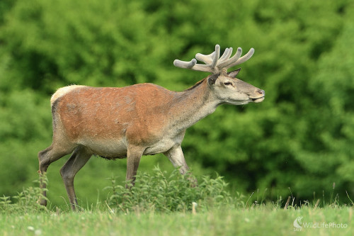 Vetril, Vladimír Sabo