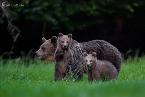 Dvojičky, Ľubomír Ondráško