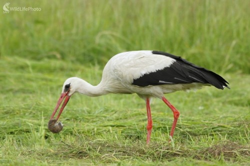 V pevnom zovretí, Vladimír Michalec