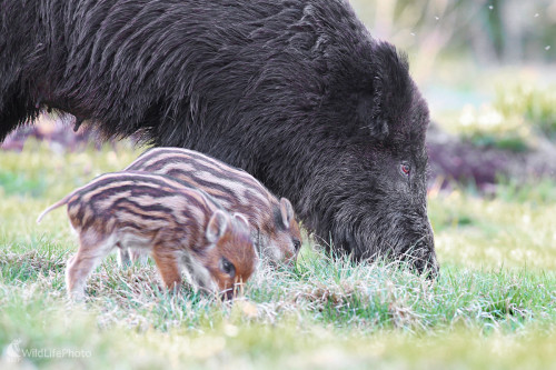 V bezpečí, Dominik Kalata