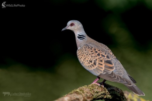 Hrdlička, Ľubomír Ondráško