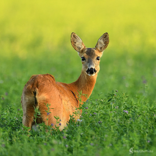 Z očí do očí, Vladimír Sabo
