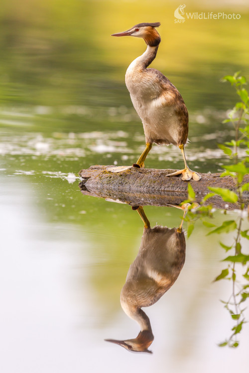 Potápka chochlatá, The great crested grebe (Podiceps cristatus), Jaroslav Praženka