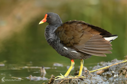 Po očiste..., Vladimír Sabo