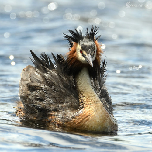 Portrét, Vladimír Sabo