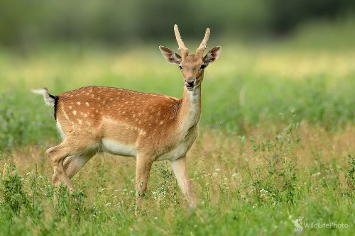 Mlsný jazýček, Vladimír Sabo