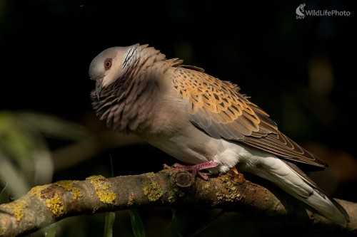 Hrdličiak, Ľubomír Ondráško