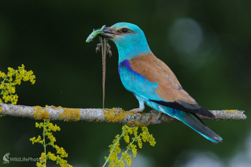 Mňamka, Dominik Kalata