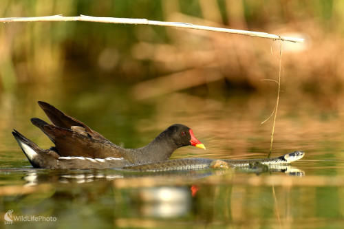 Sliepočka vodná vyháňa užovku, Vladimír Sabo