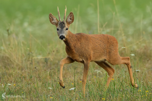 Privábený na hlas pokládanej srny, Vladimír Sabo