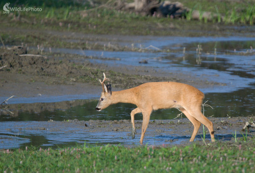 Cez bažiny, Milan Čierny