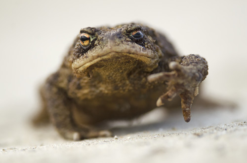 Ropucha bradavičnatá, Peter Fodor