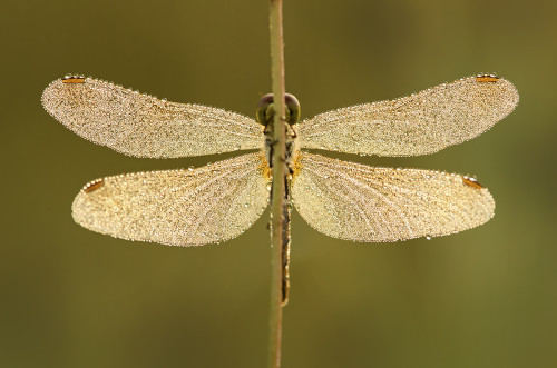 Kvapky rosy, Peter Fodor