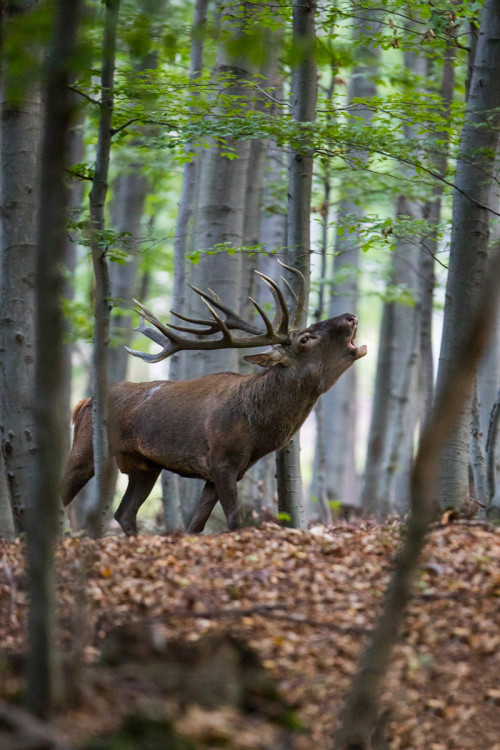 Keď sa hora zachveje , Martin Vondra